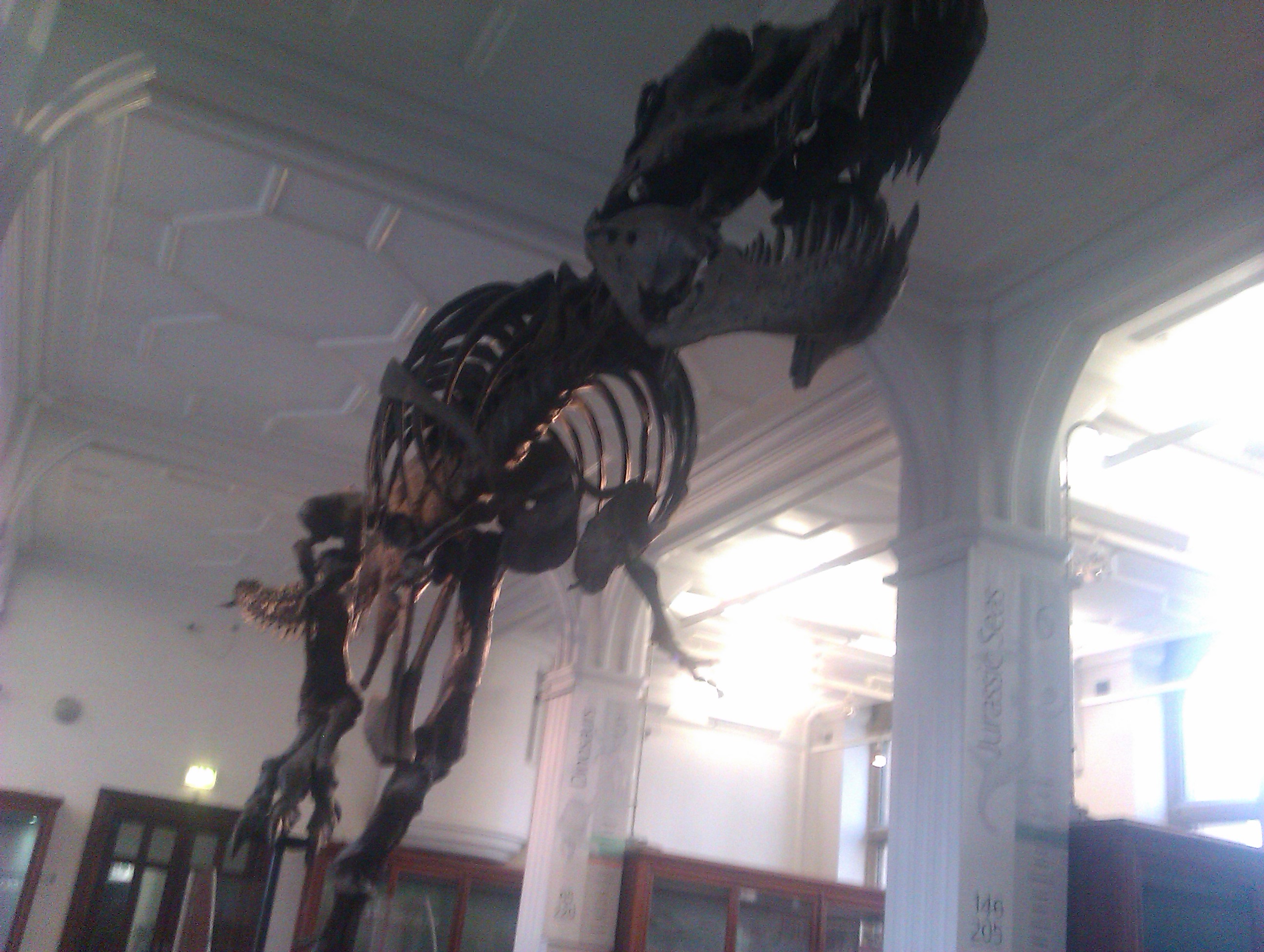 T-Rex, Manchester Museum